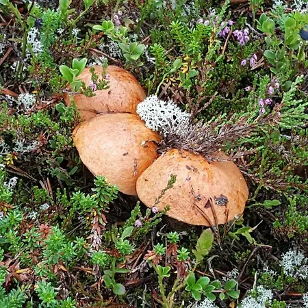 Kelotahti View Lejlighed Saariselkä